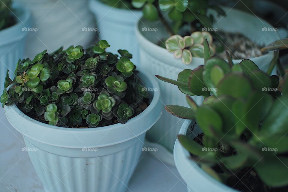 Plants in our mini garden