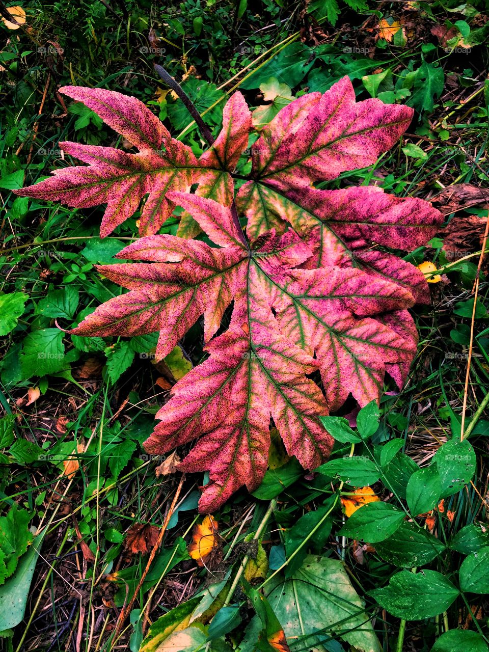 Autumn leaves texture 