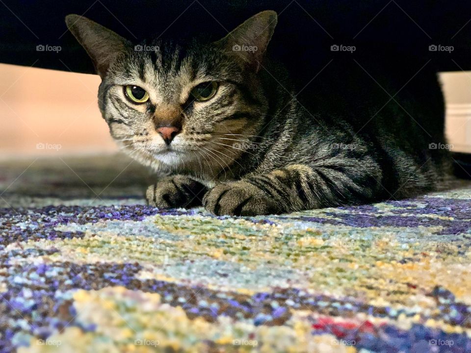 Cat hiding underneath a chair on a colorful rug