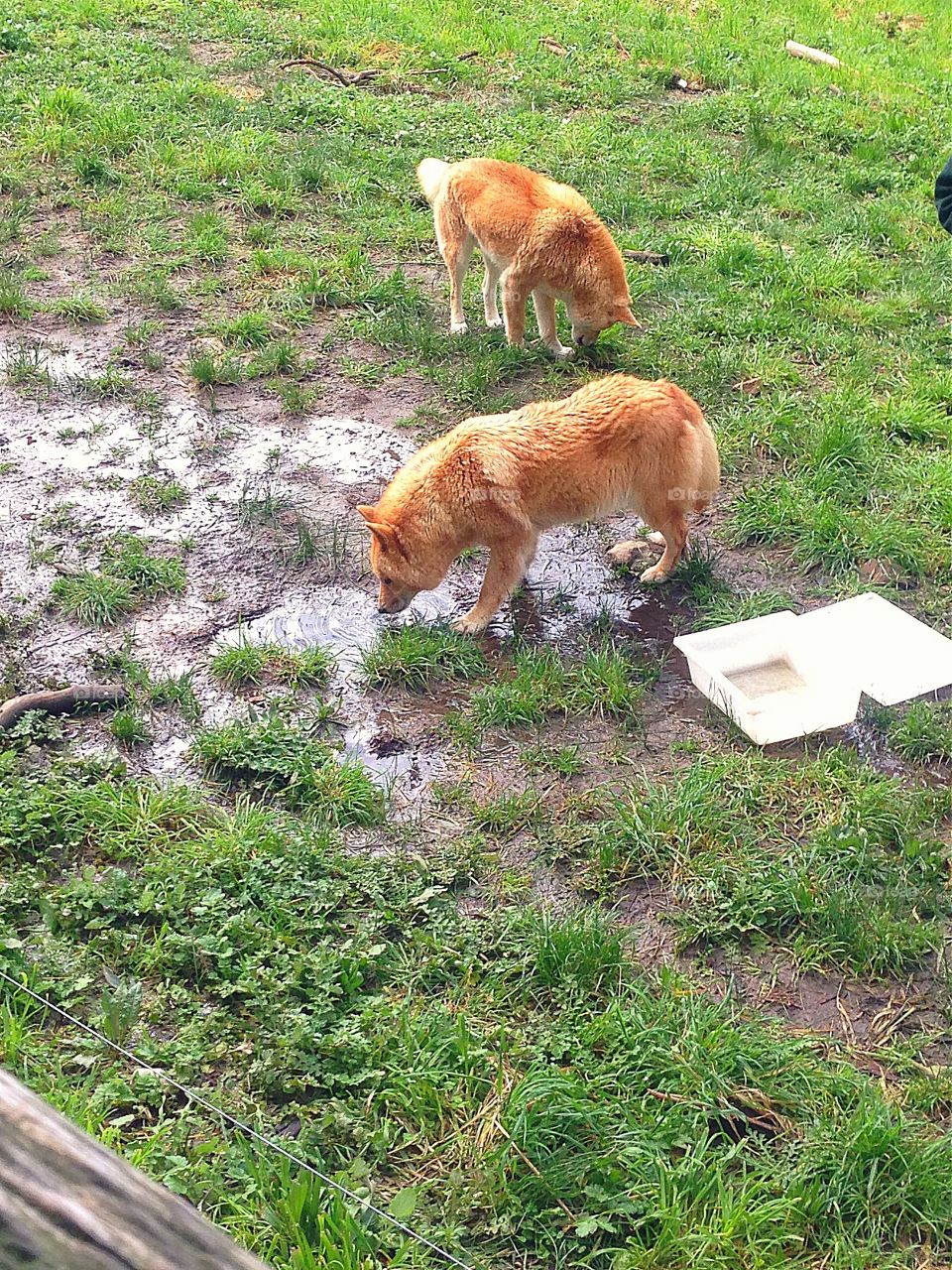 Australian Dingos. Australian Dingos