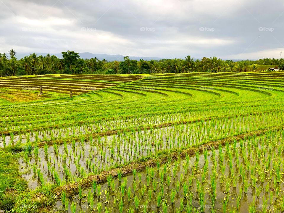 Rice Field, outside of Bali, Indonesia