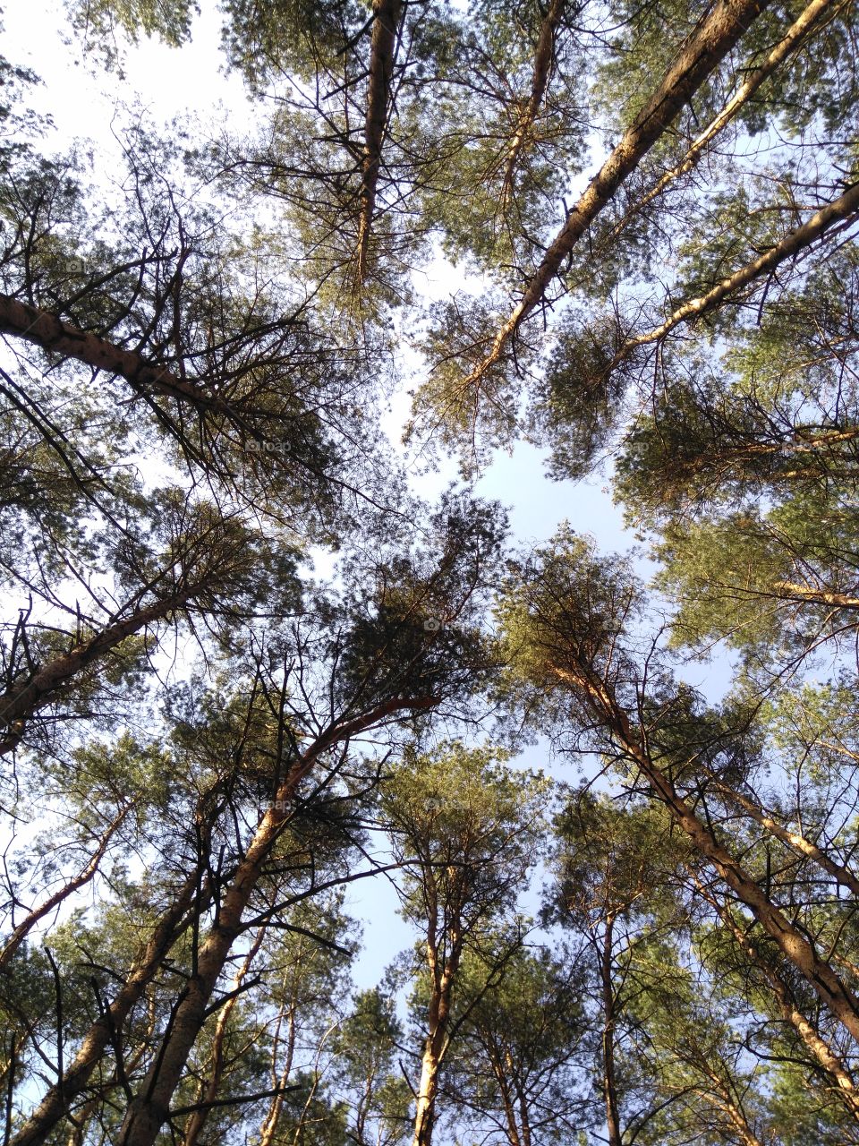 forest and sky spring time texture background