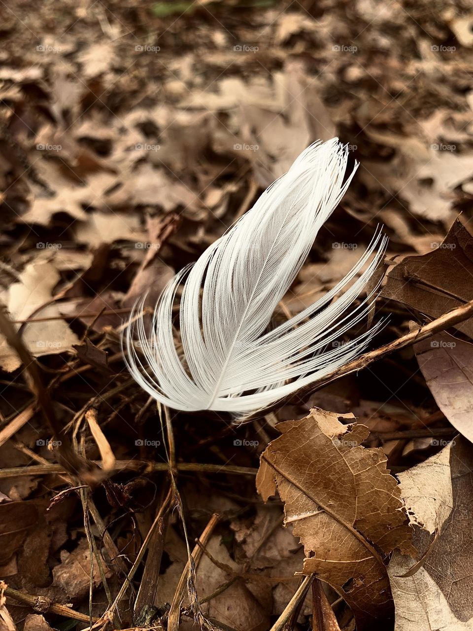 White feather on the ground 