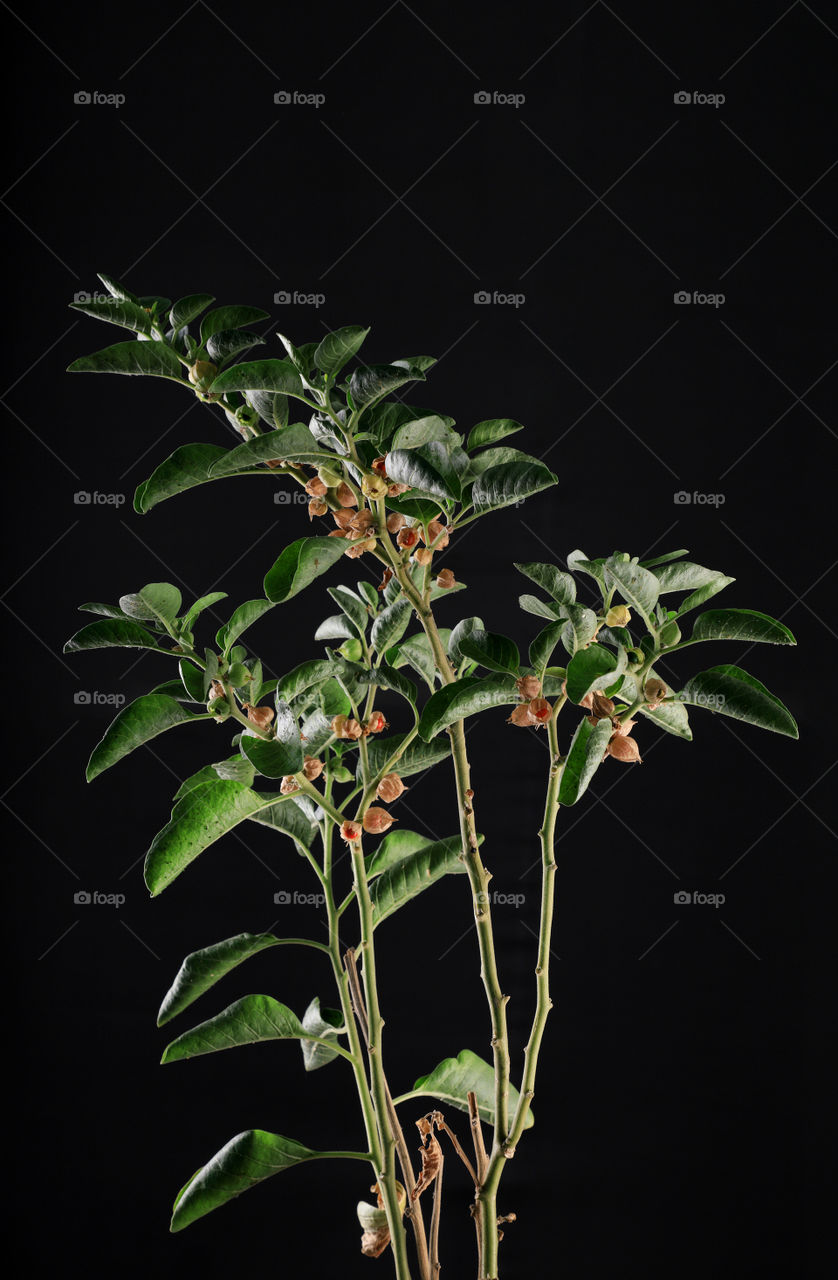 Indian Medicinal plant Ashwagandha.