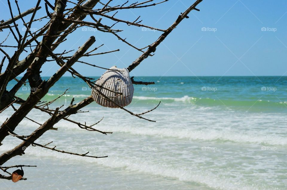sea shell in the trees