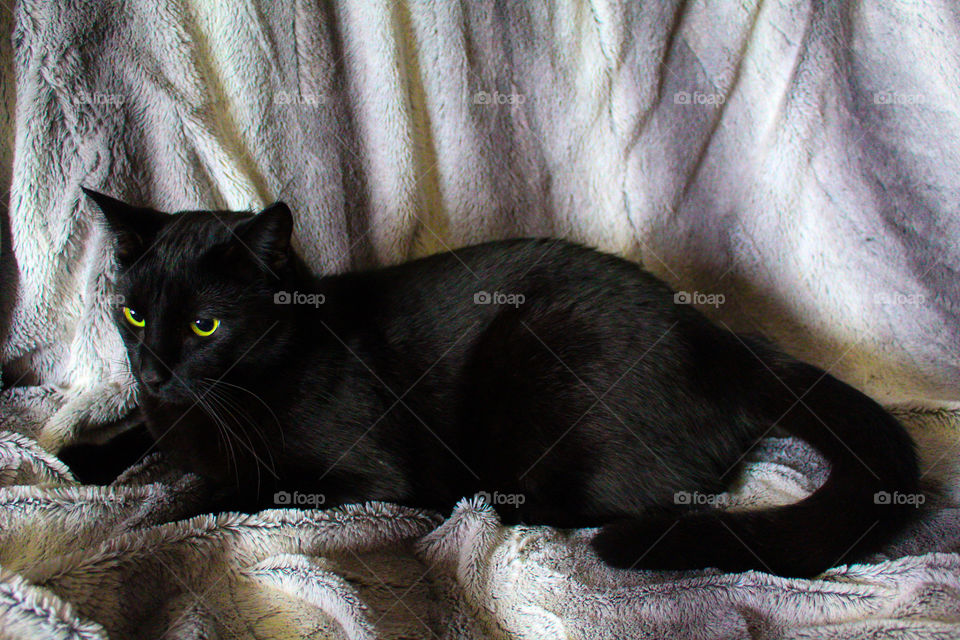 Pretty green eyed black cat