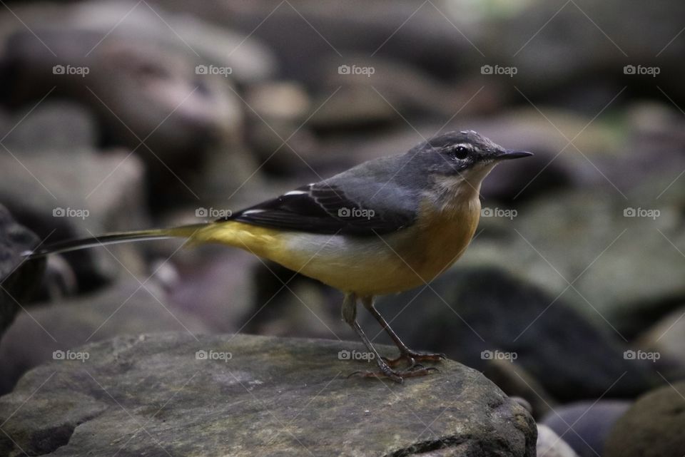 Wagtail 
