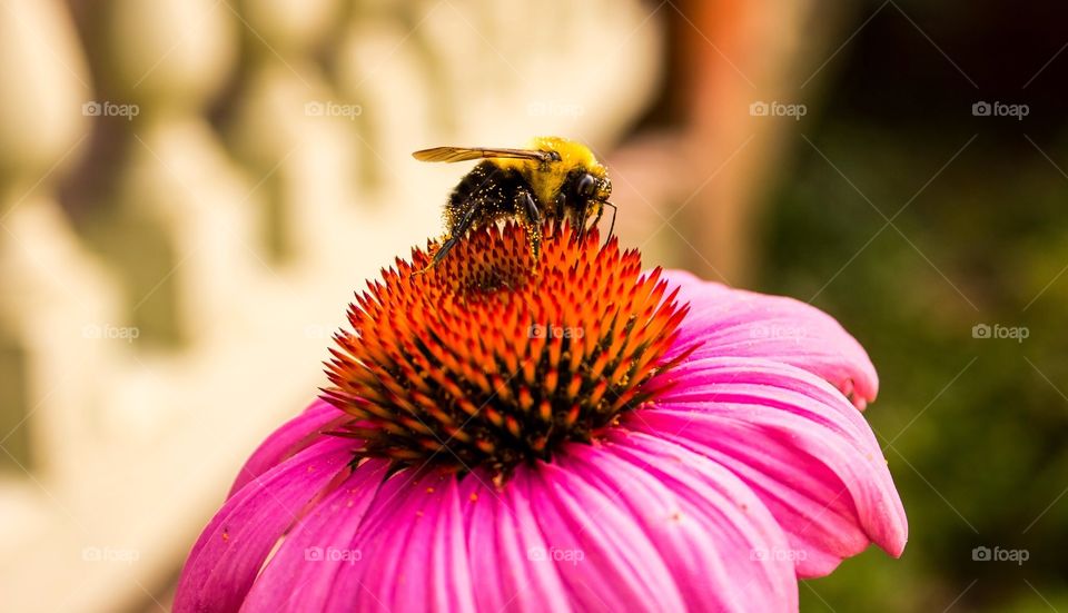 macro Bumblebee on flower