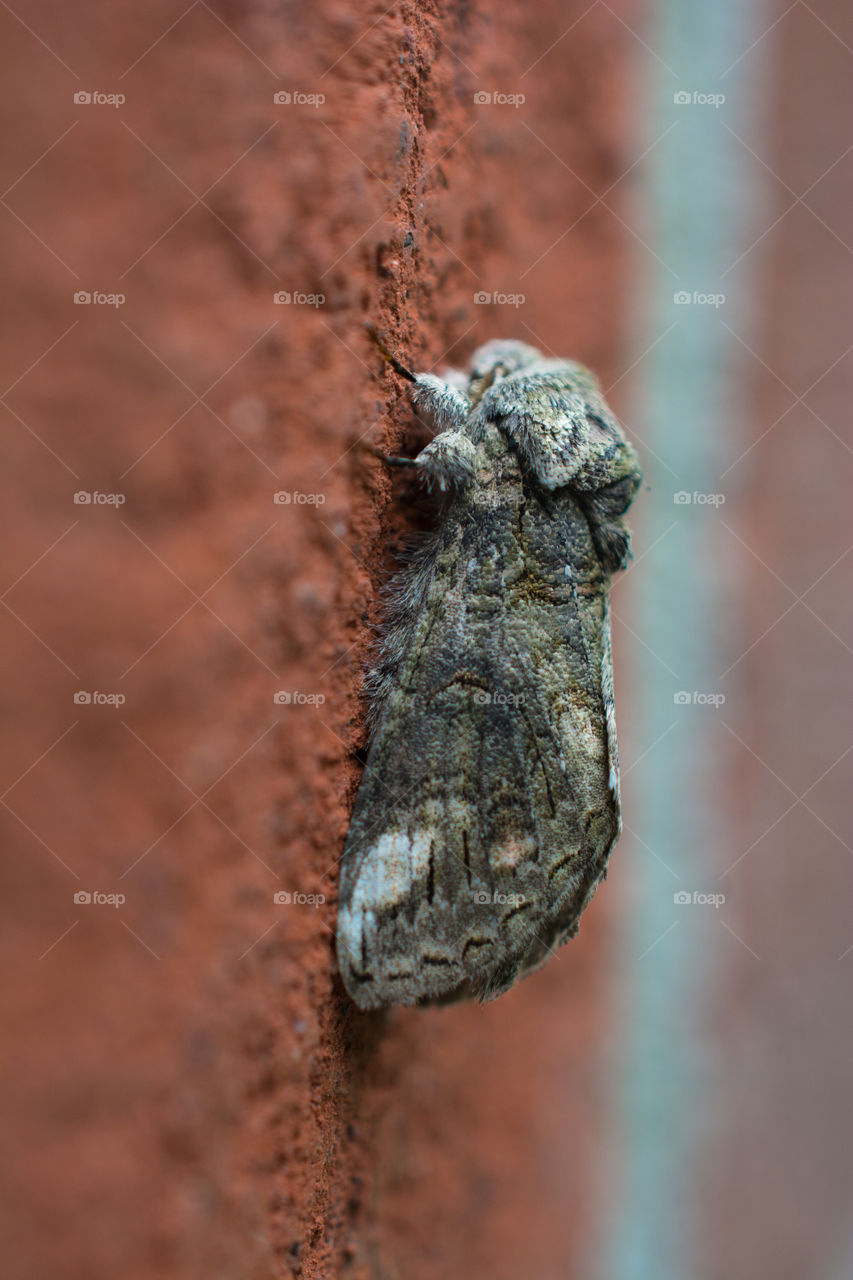 Tiny Gray Moth on Brick Wall Macro