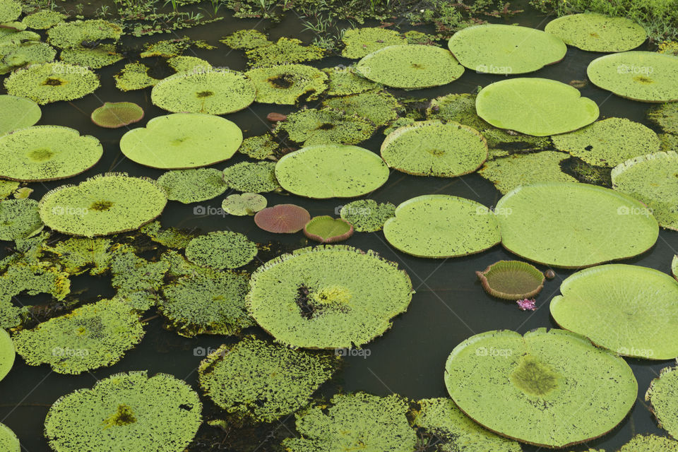 Seeing in circles - Vitoria regia in The Brazilian Amazon.