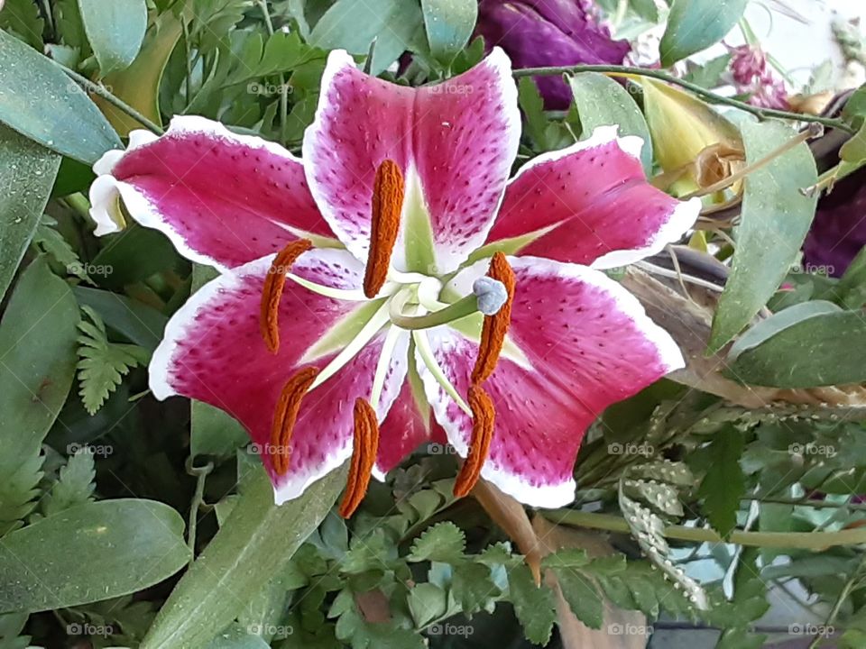 Stargazer Lily