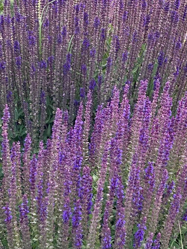Lupine 