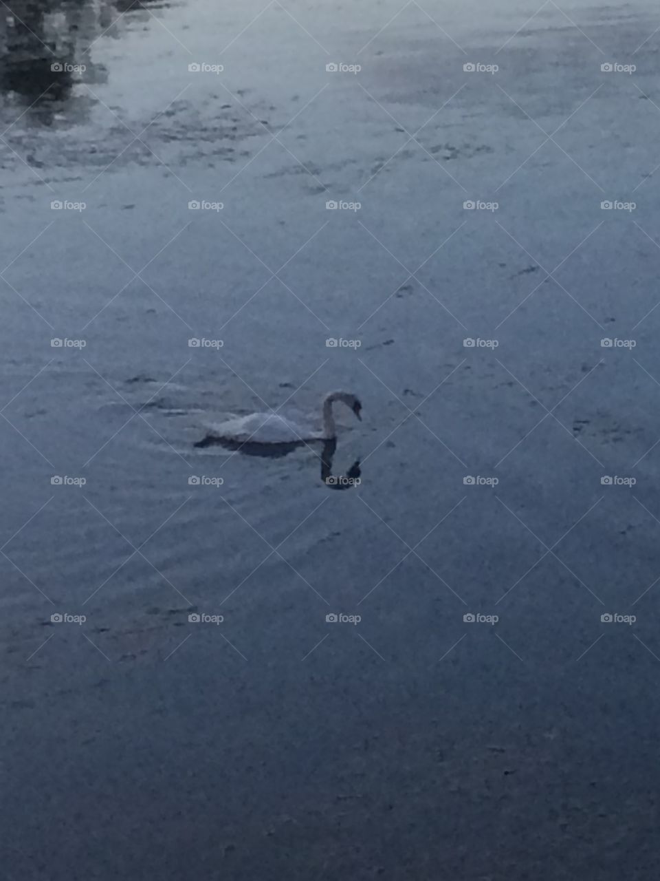 Swan in water 