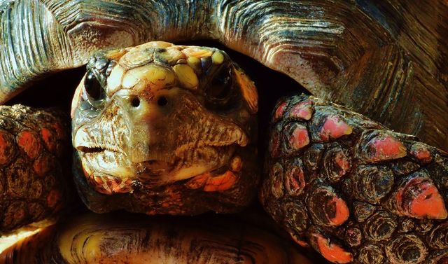 Red footed tortoise 