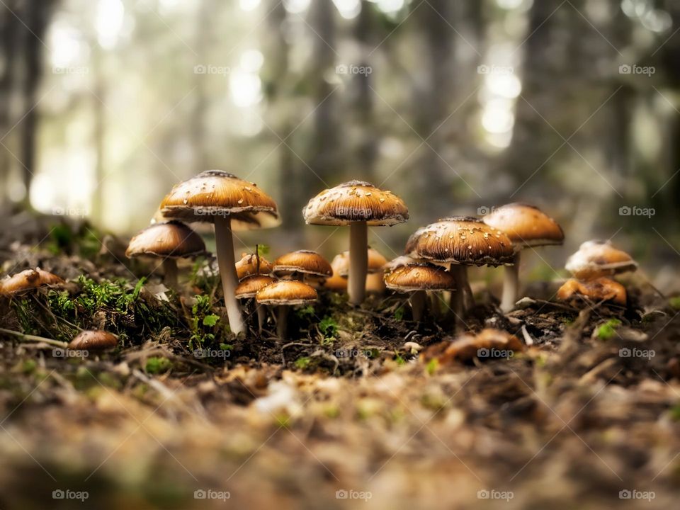 Mushrooms