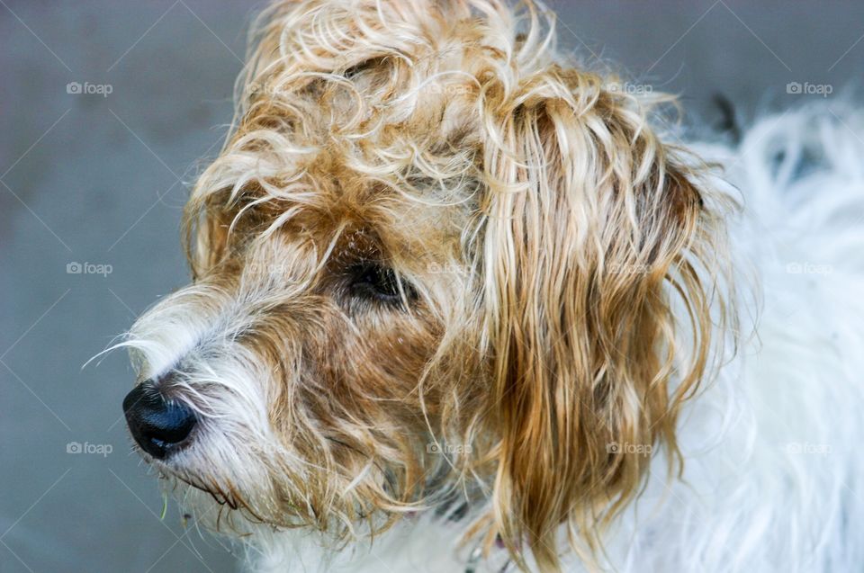 Long haired jack Russell terrier head shot