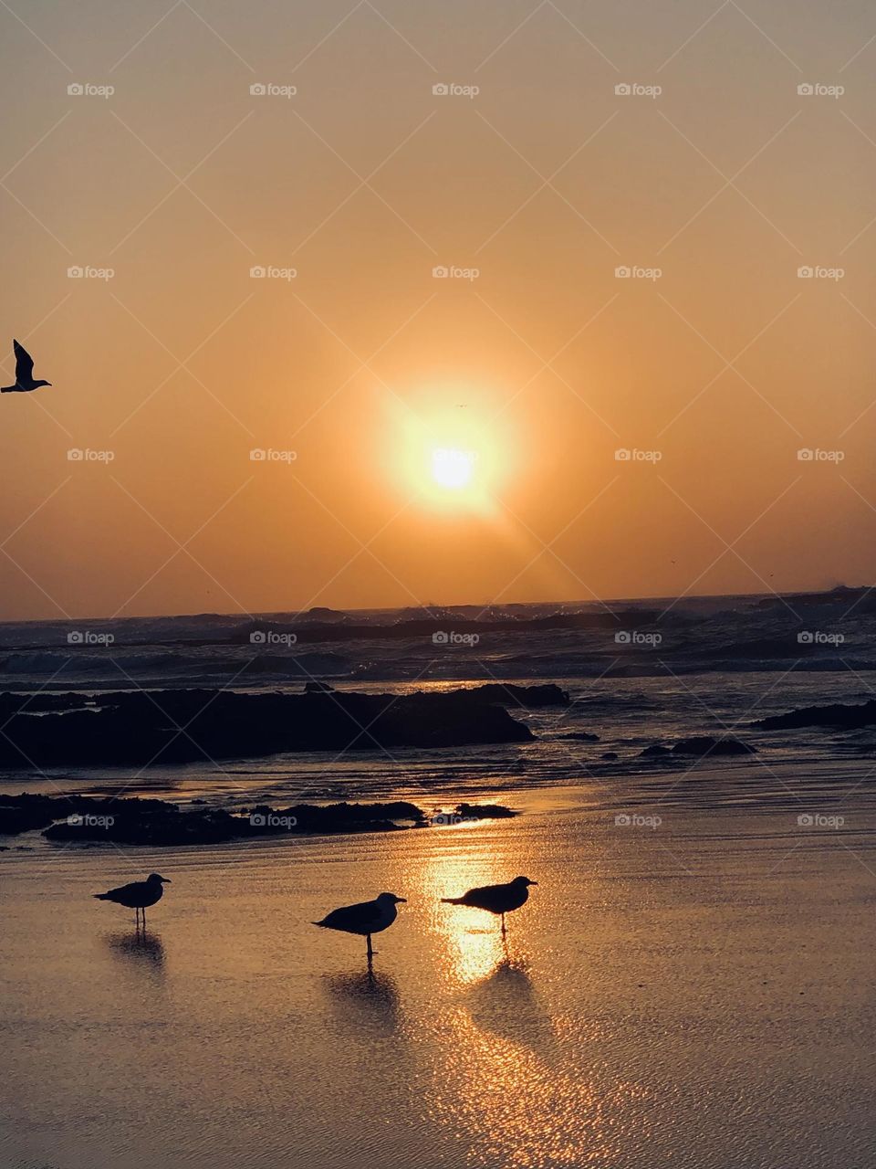 Beautiful seagulls standing against the splendid sunset at essaouira beach in morocco.