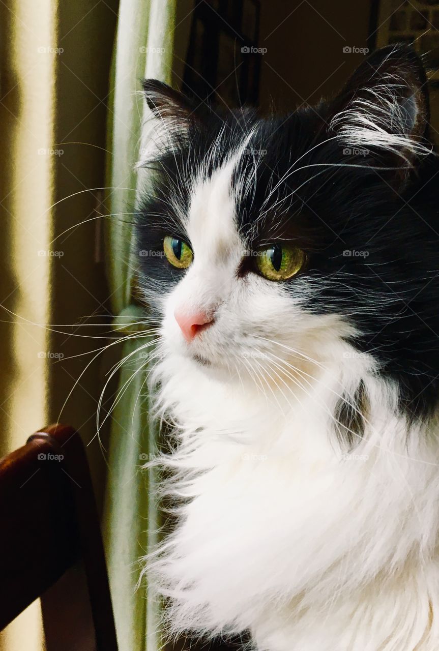 Pepper wants outside 4