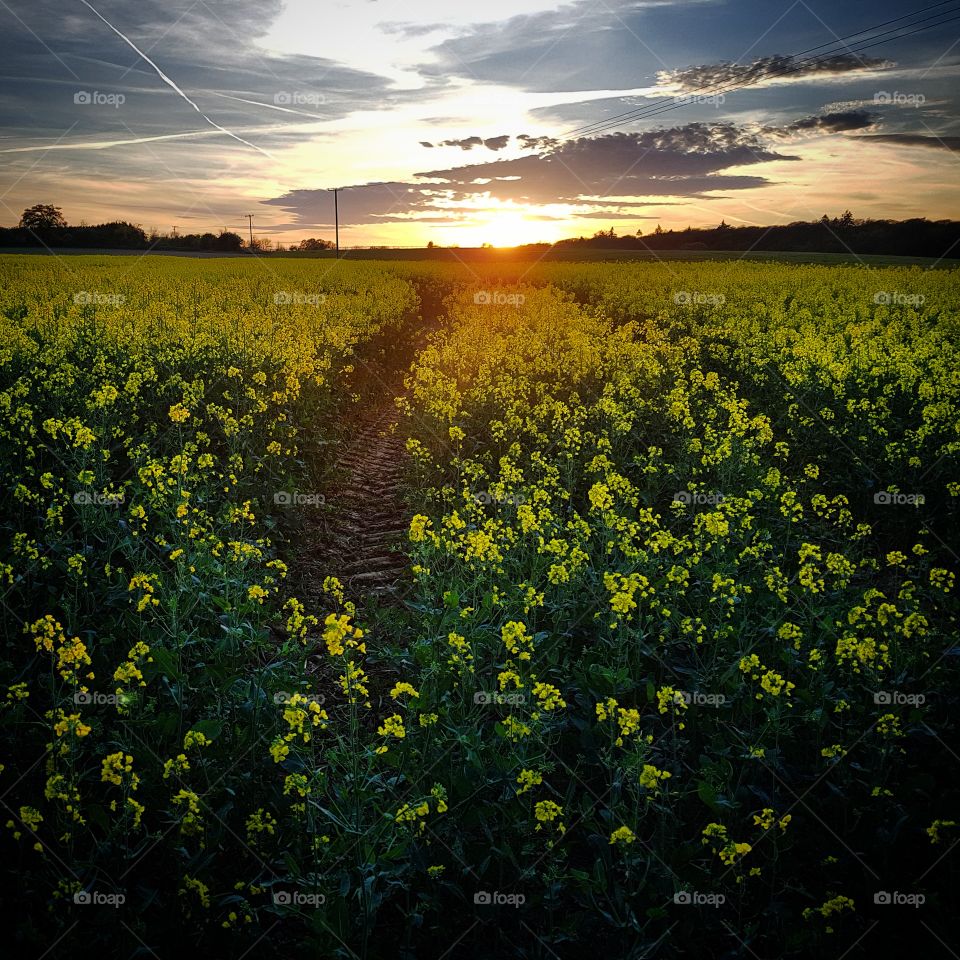 Beautiful Sunset over Yellow  Rapeseed Field