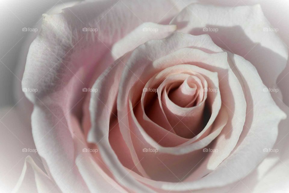 Extreme close-up of a rose