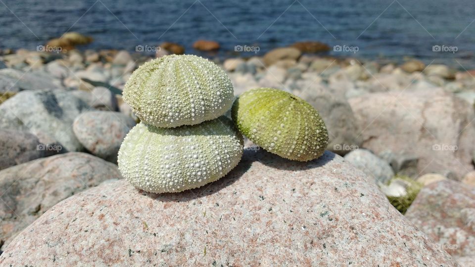 sea urchins on beach