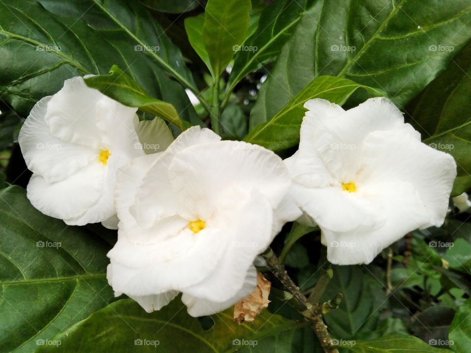 3 white flowers.