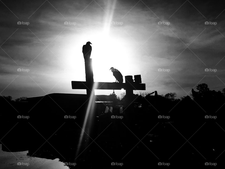 Perched vultures silhouette (black and white)