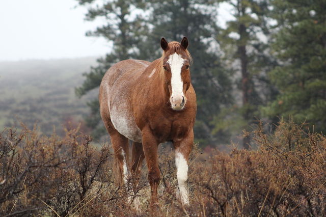 High angle view of horse in field