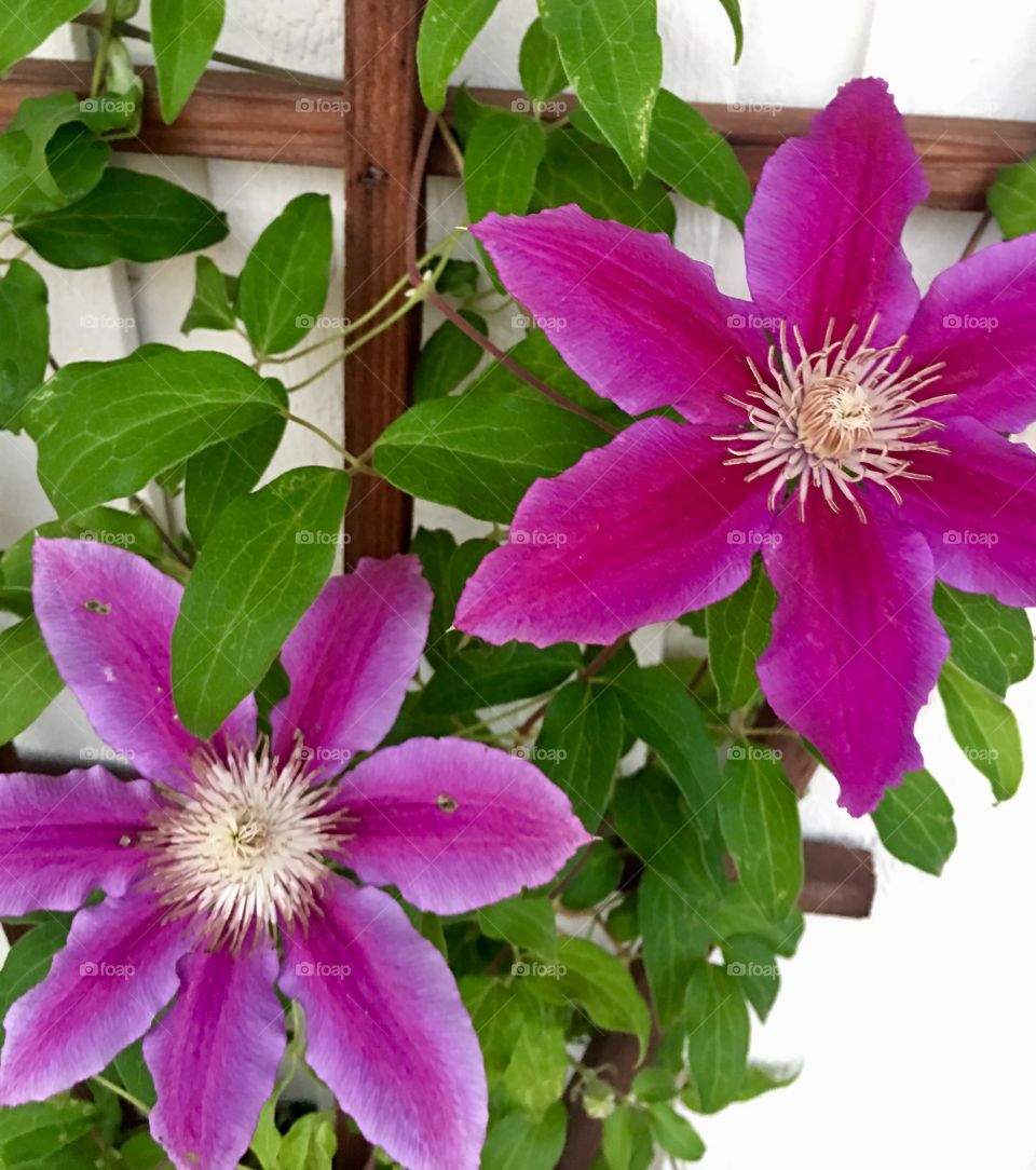 Clematis purple 