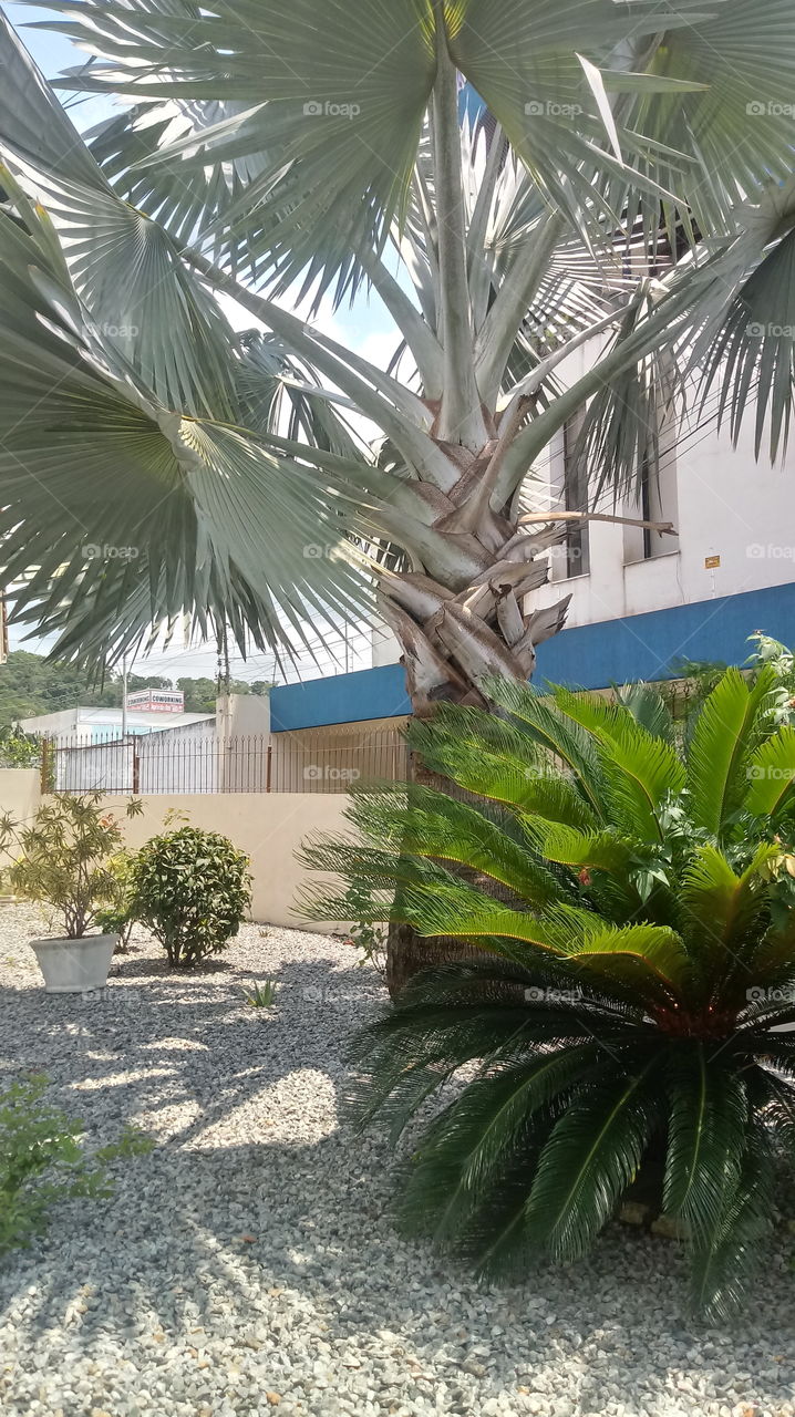 PFLANZEN UMWELT ÖKOLOGIE BLÄTTER ÄSTE PALM