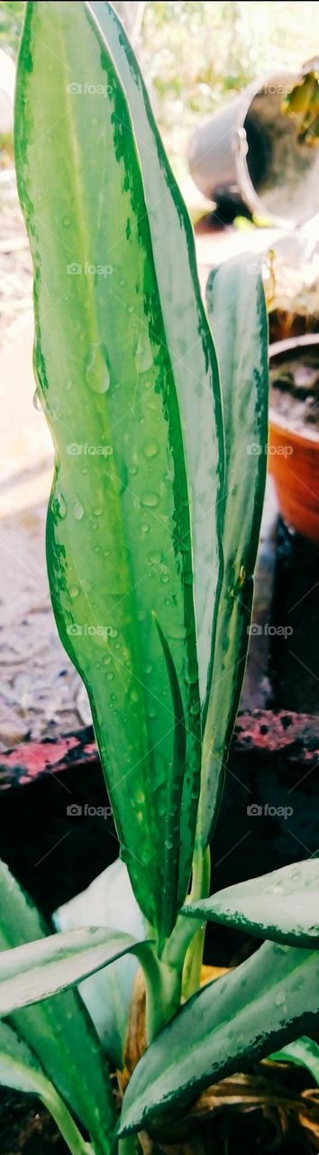 Dew drops line click