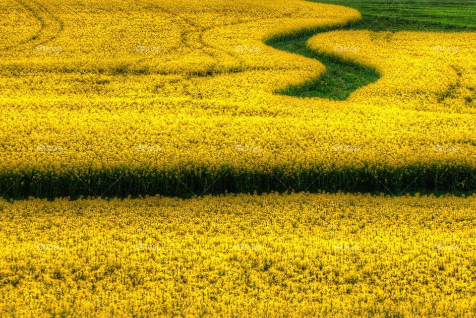 Rapefield