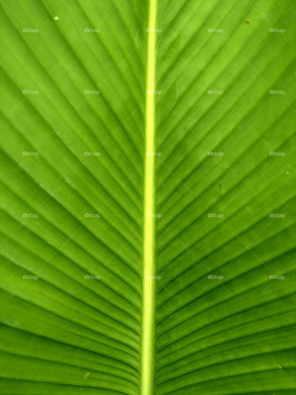 Texture photograpy of leaf
