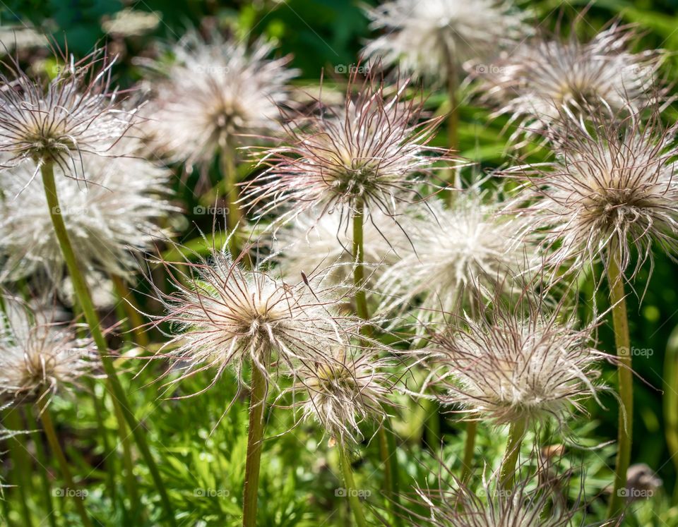 Clematis seed heads have a strange feathery look with thread-like tails