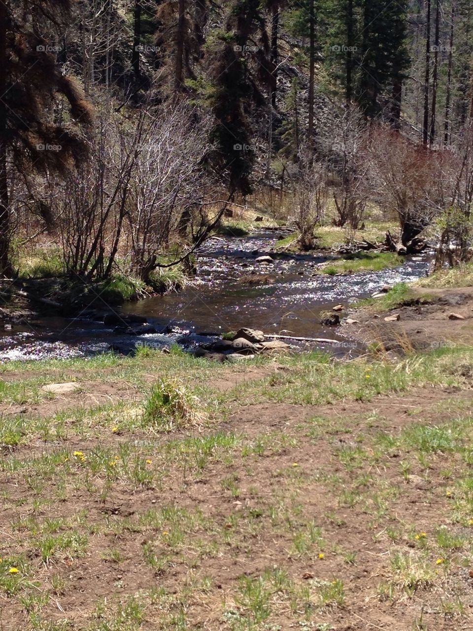 Little Colorado stream