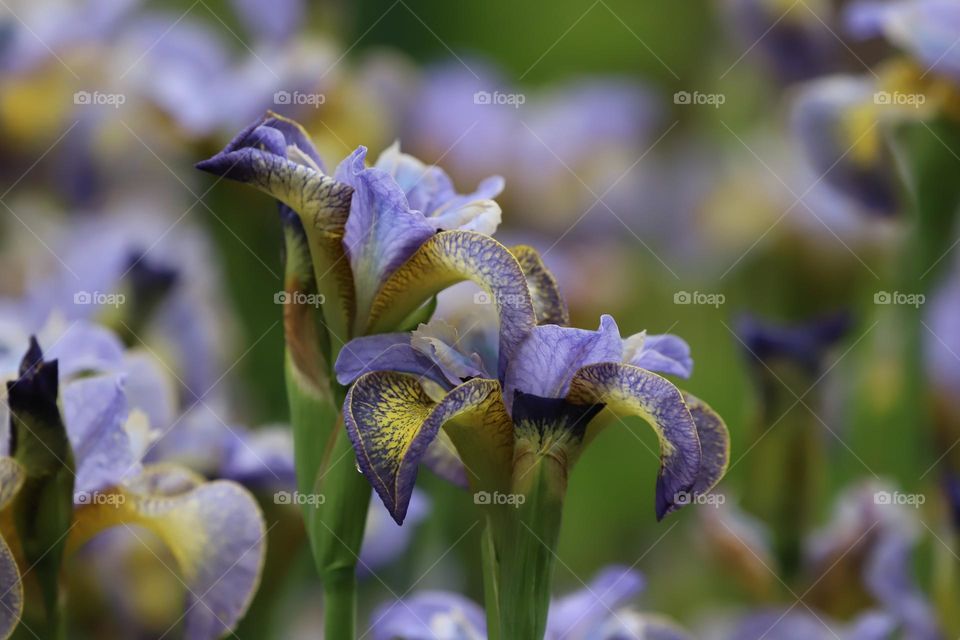 Beautiful fragile flowers 