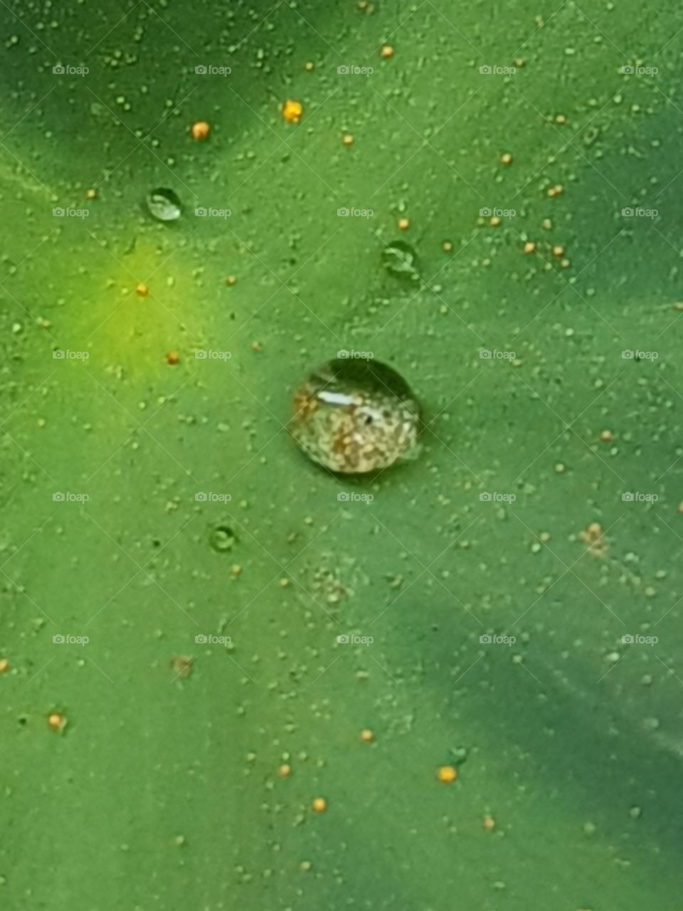Water Droplet On a Lotus Leaf