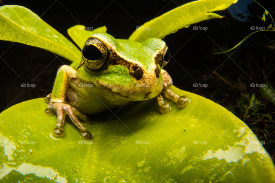 Frog on the leaf