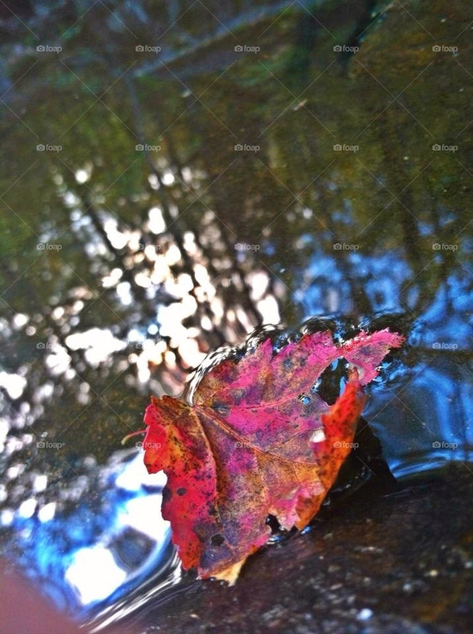 Red leaf falling
