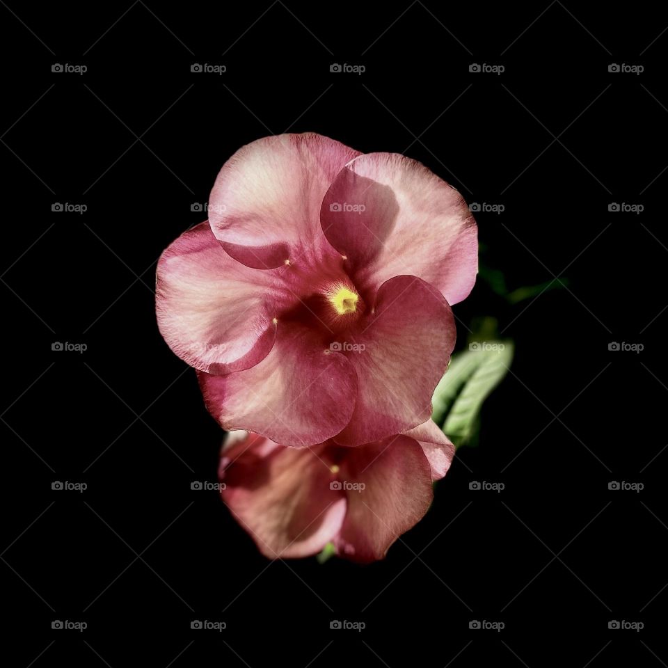 Flower photography - Allamanda - Nature 