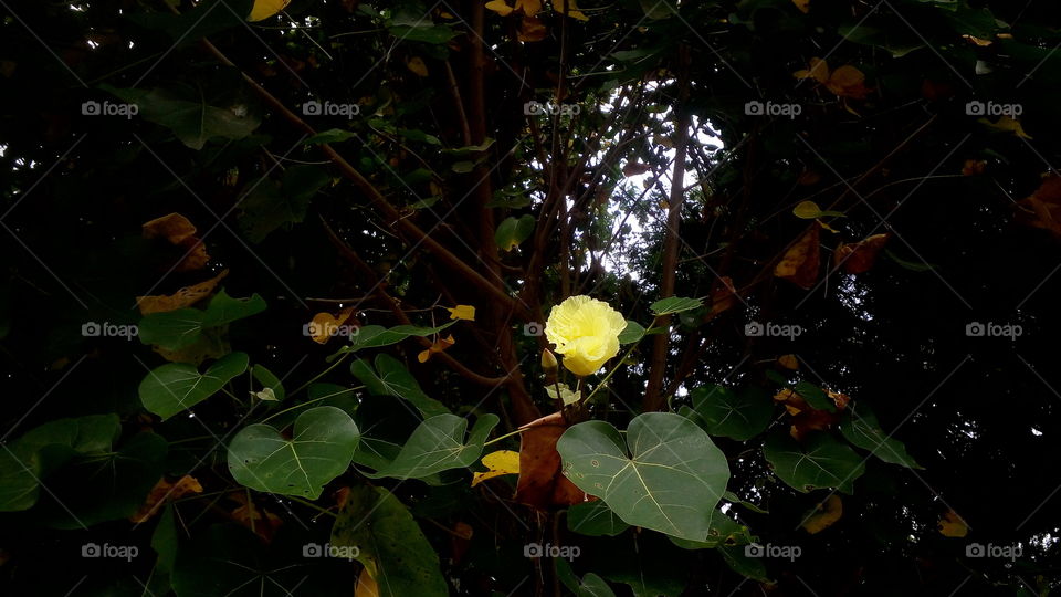 Flower is a fragrance and not an allergic instrument