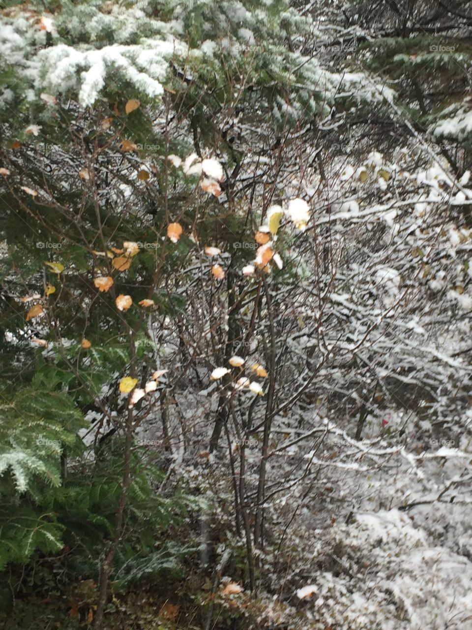 A tiny splash of colour on a snowy day note how the few Amber leaves still cling to the branches Nestled up tightly to the Evergreen