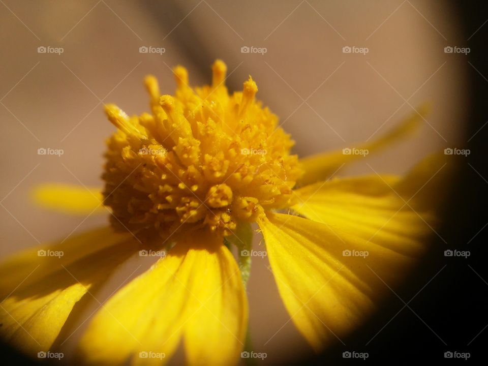 Beautyful macro shots!