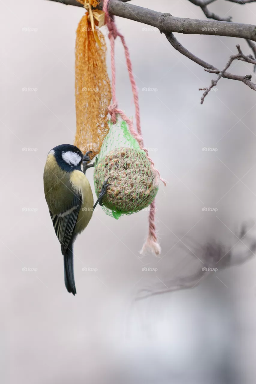 Bird 