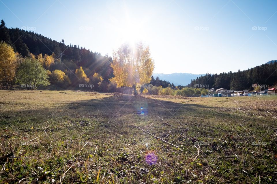 Shadow of tree on the ground 