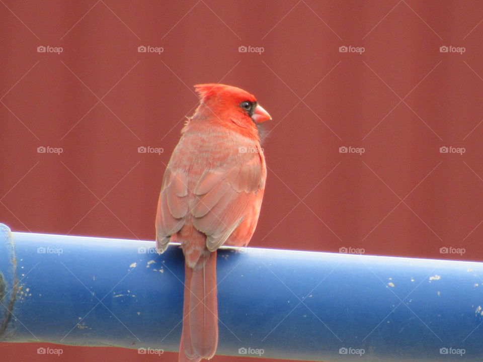 Bird, No Person, Wildlife, One, Nature