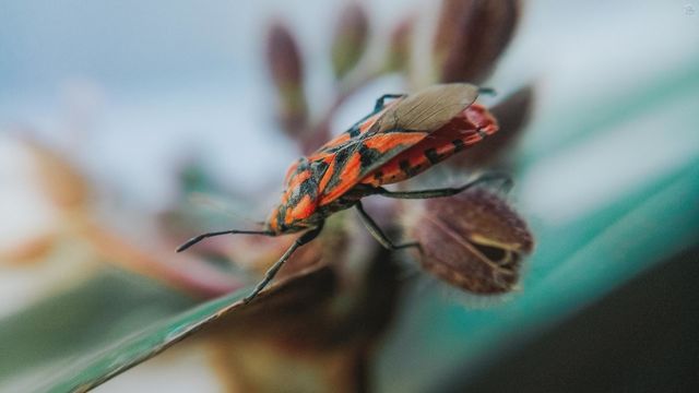 good insects