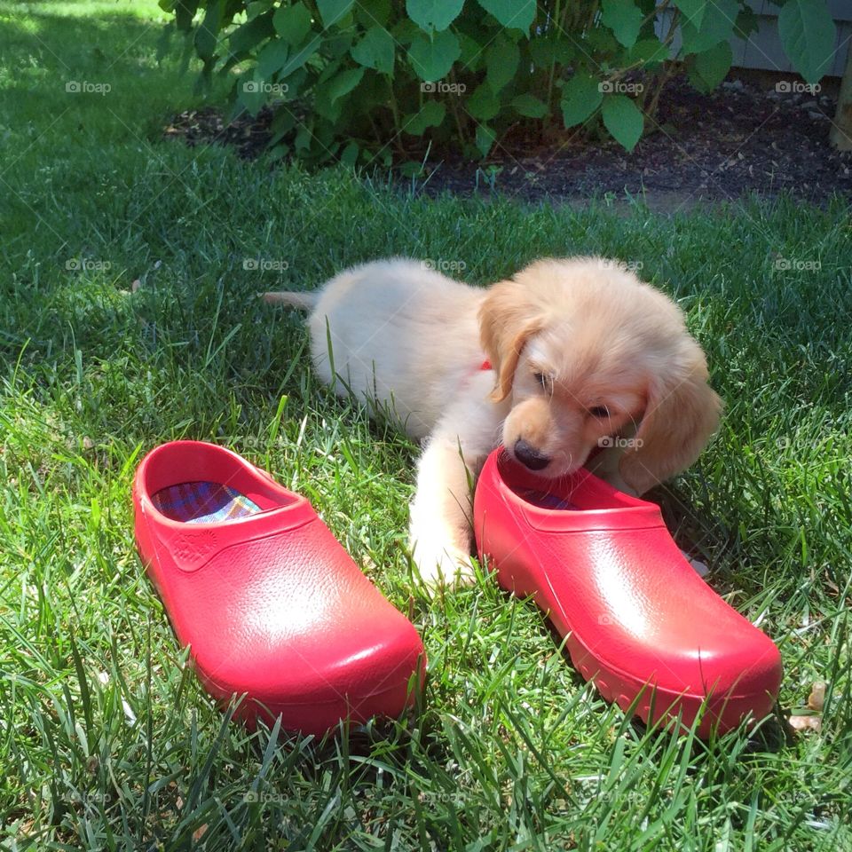 The Inevitable Mischief of Puppyhood. Golden retriever puppy chewing on red shoes.