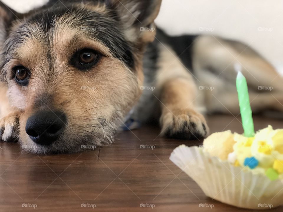 Dogs birthday 