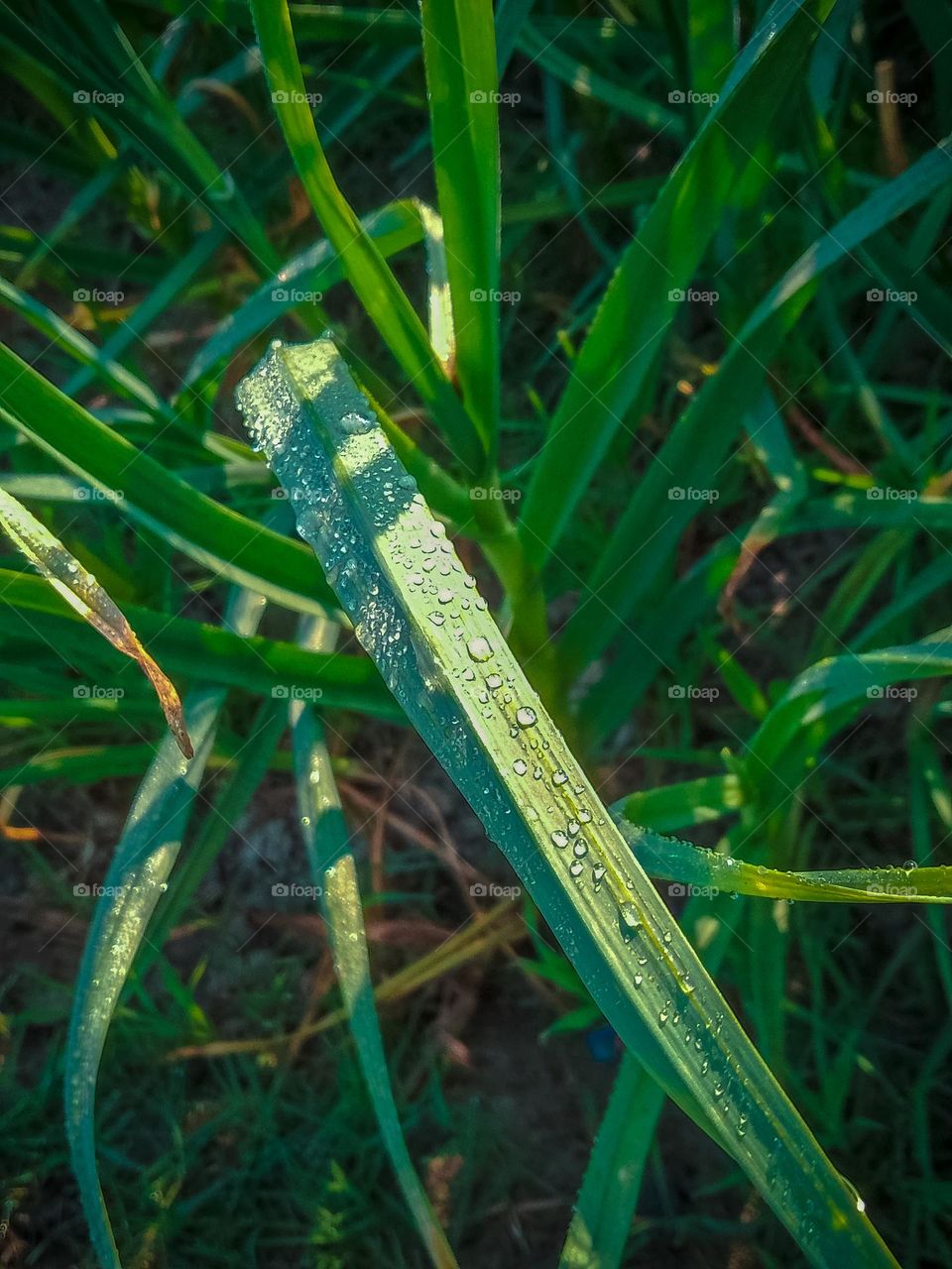 Garlic fresh green leaf with snow drops